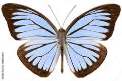 Pareronia