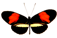 Heliconius (red/blue)