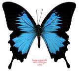 Papilio polytes (blue-green/pure blue)