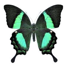 Papilio polytes (blue-green/pure blue)
