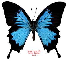 Papilio polytes (blue-green/pure blue)