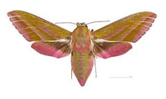 Deilephila Elpenor