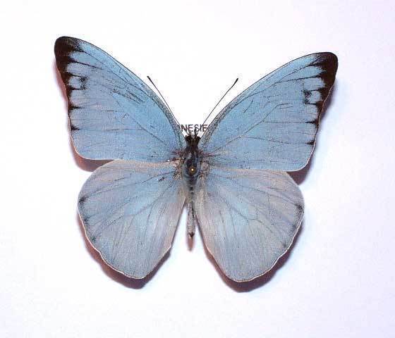 Appias Celestina