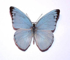 Appias Celestina